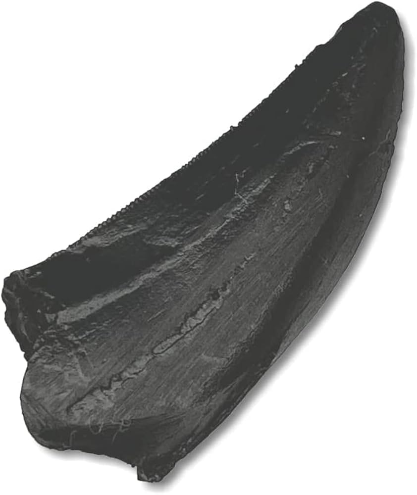 恐竜　歯化石　標本　北米大陸　アメリカ　獣脚類　ティラノサウルス類　希少 Amazon | SCIENCE Fossil Replica T-REX Tooth「T-REX
